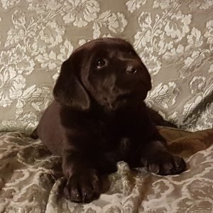 quando-prendere-un-cucciolo-di-labrador-stylelabrador-jpeg