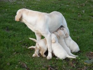 cucciolata labrador stylelabrador.it