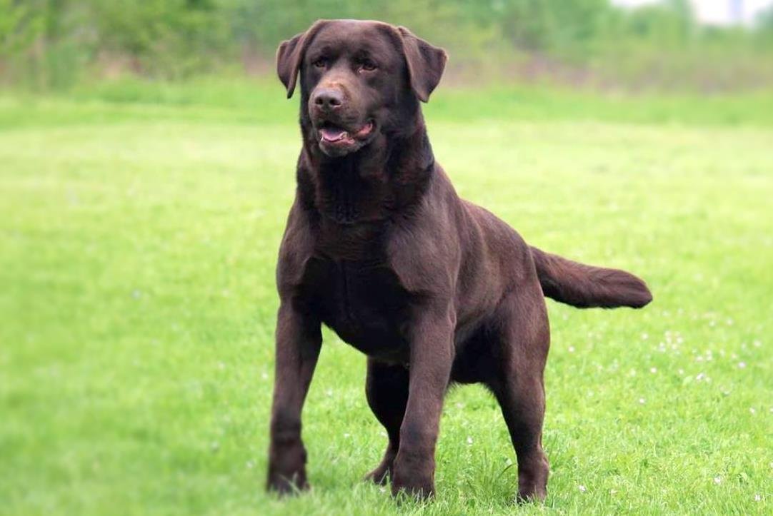 chi può tenere un labrador-jpeg