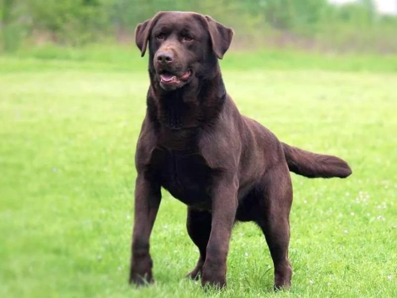 maschio labrador