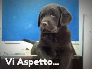 cuccioli neri labrador