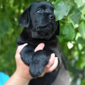 cuccioli labrador neri