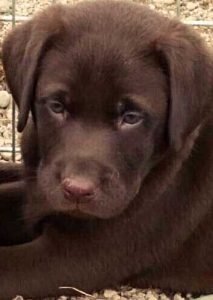 cuccioli chocolate labrador stylelabrador