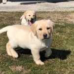 allevamento labrador retriever stylelabrador-jpeg