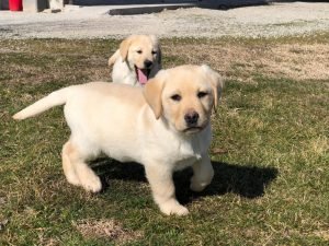 allevamento labrador retriever stylelabrador-jpeg