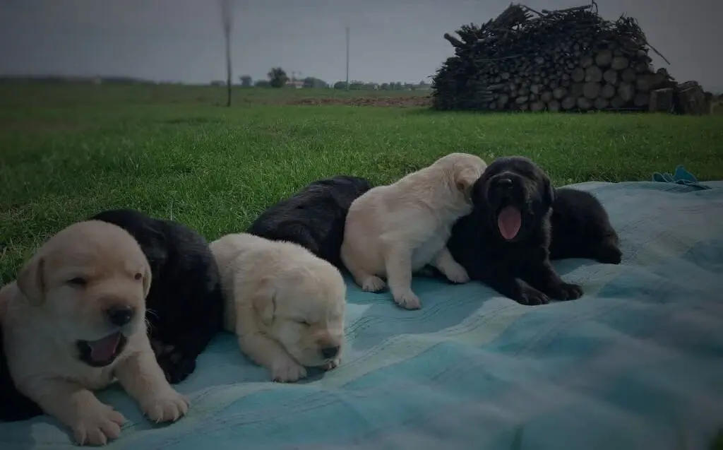 cuccioli labrador